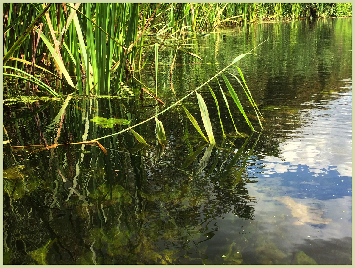 Reflective Reeds - Peter Cannons